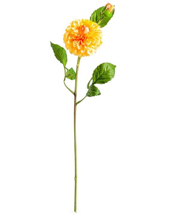 Single Gold Dahlia Stem