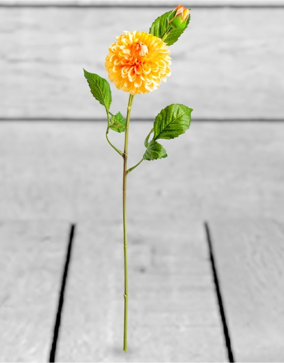 Single Gold Dahlia Stem