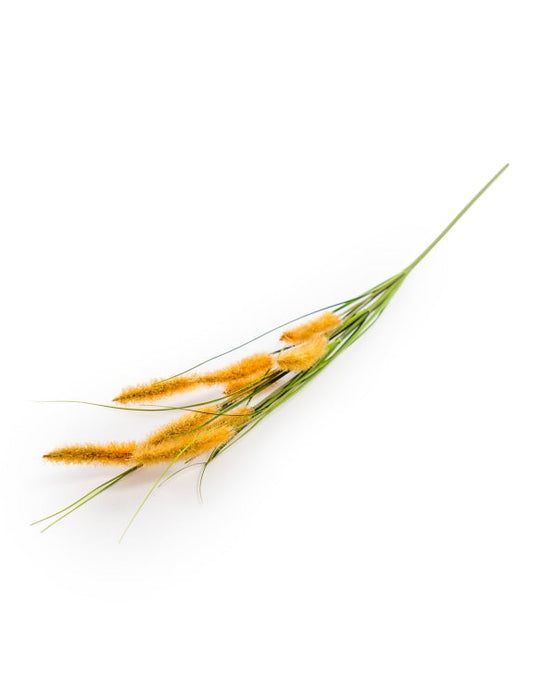 Single Setaria Grass Stem