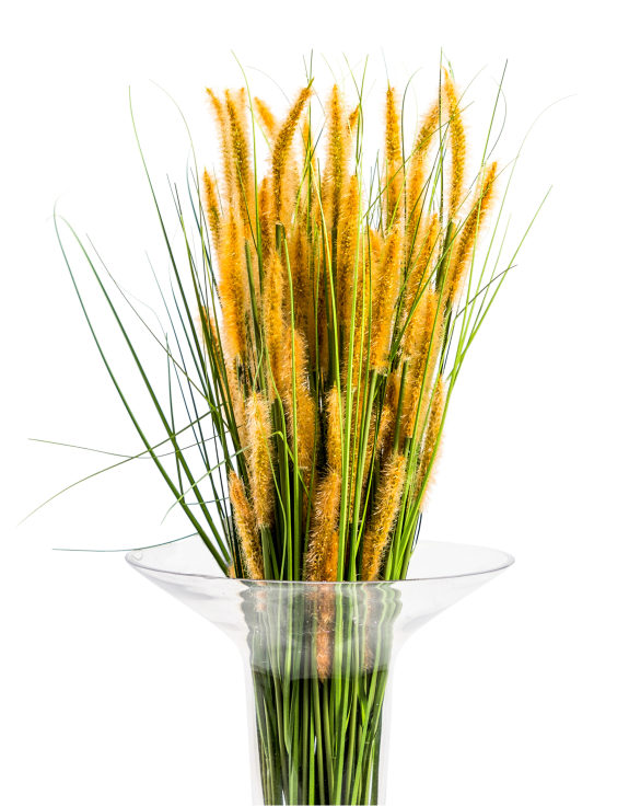 Single Setaria Grass Stem