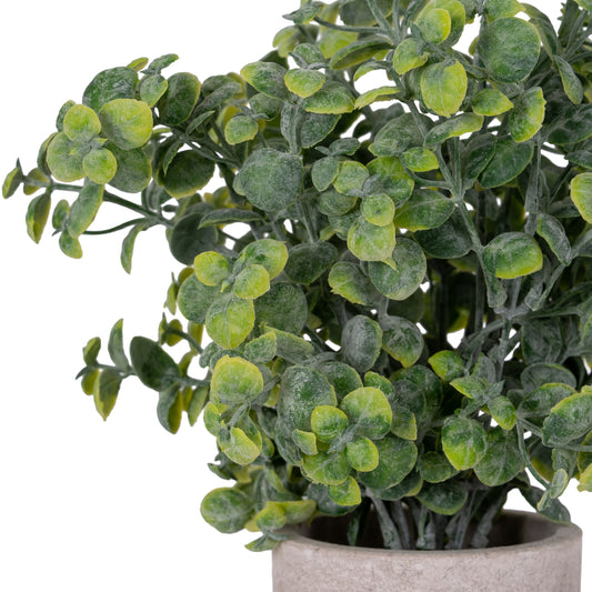 Eucalyptus Plant In Stone Effect Pot